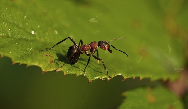 Minicurso 04 – Métodos de Coleta e Taxonomia de Formigas