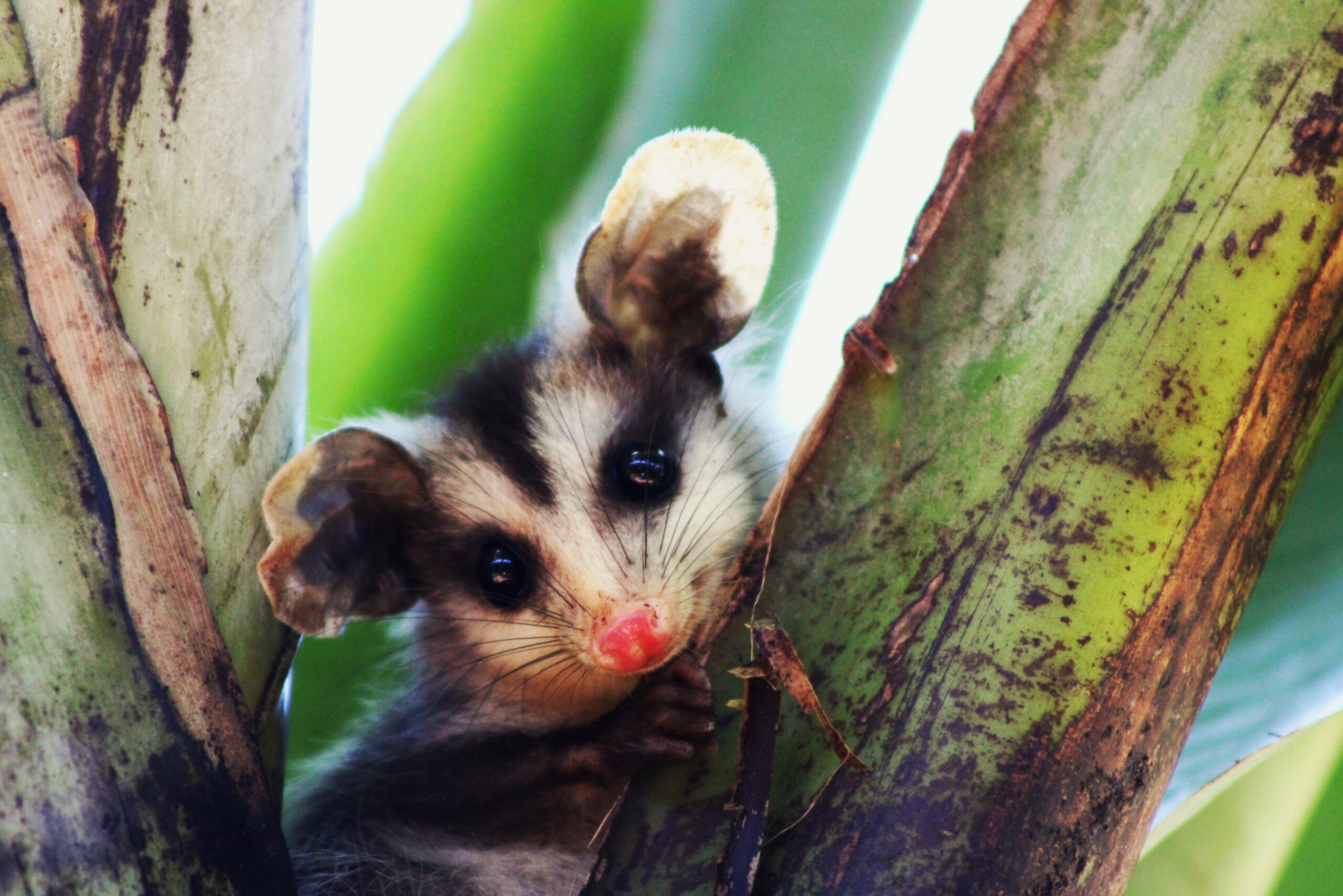Fotografia naturalista - Didelphis tímido_