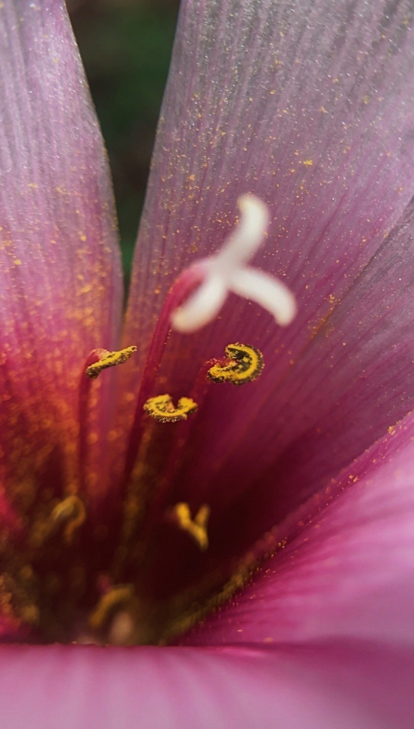 Fotografia naturalista - O coração do Lírio_