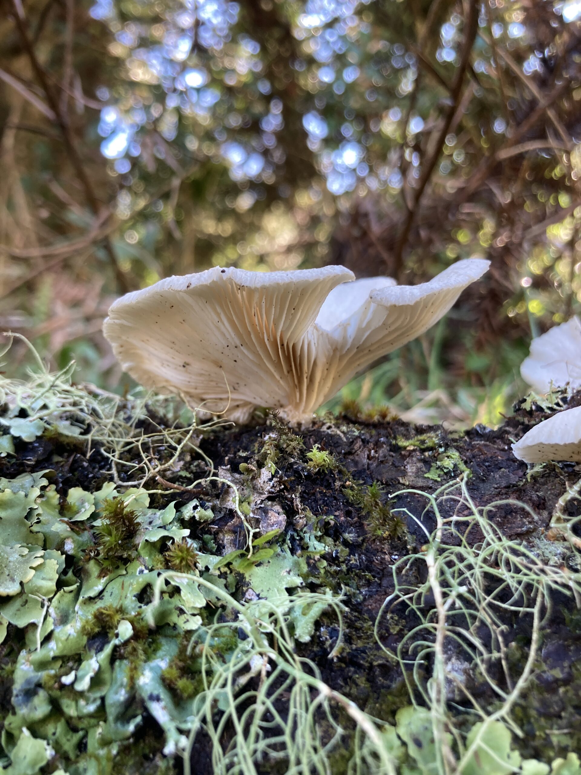 Fotografia naturalista - Pleurotus pulmonarius
