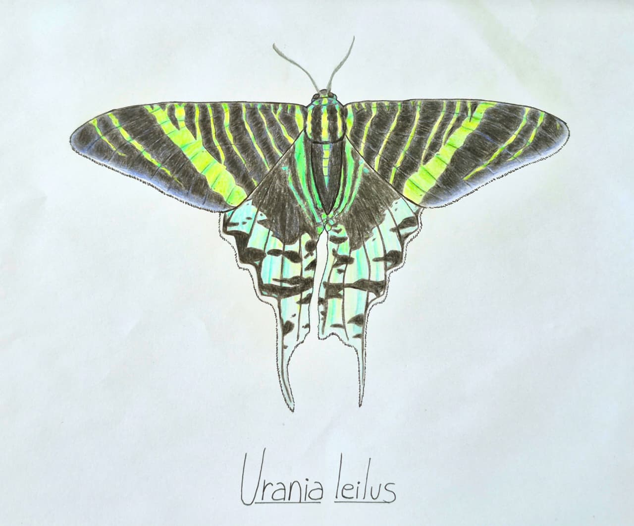 UraniaLeilus - Giulia Zaramella Freire